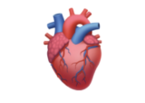 Anatomical Heart Emoji Copy And Paste – 🫀 (U+1FAC0)